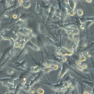 HROG06 T0 M2 Cells