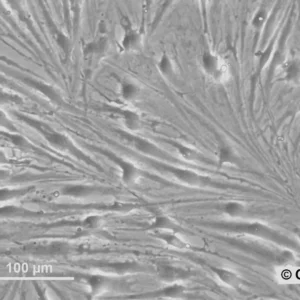 HROG07 Cells
