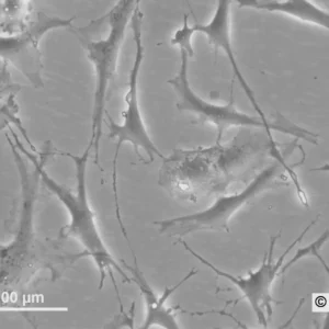 HROG10 Cells