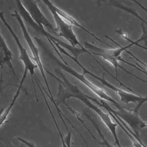 HROG12 T0 M1 Cells