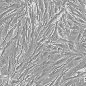 HROG13 Cells