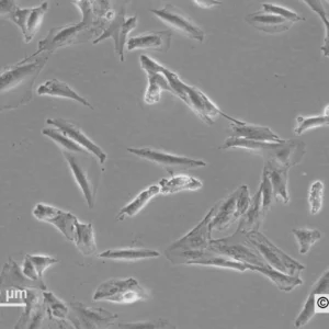 HROG15 Cells
