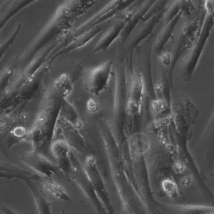 HROG24 Cells