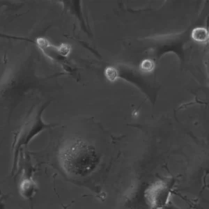 HROG33 Cells