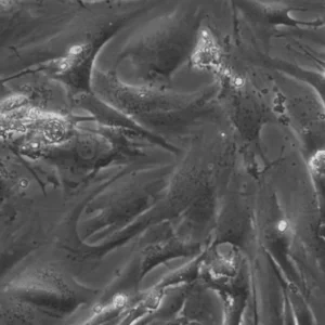 HROG33 T0 M1 Cells