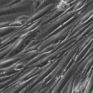 HROG38 Cells