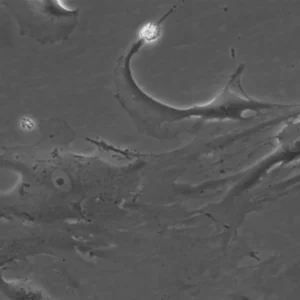 HROG59 Cells