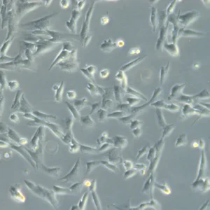 HROG63 Cells