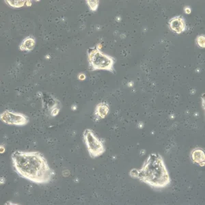 HROGas03 Cells