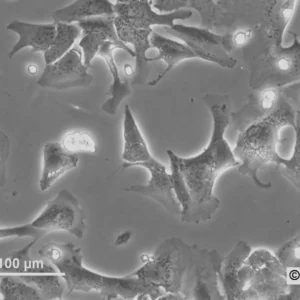 HROHep03 Cells
