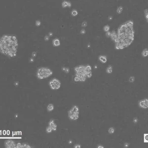 NCH644 Cells