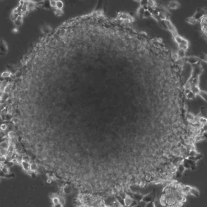 NCH690 Cells