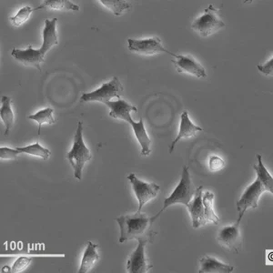 NRK-4xlambdaN22-3xmEGFP-M9 Cells