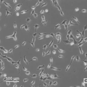 NRK-EGFP-H2B Cells