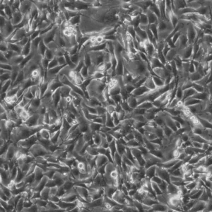 NRK-EGFP2-Nup50 Cells