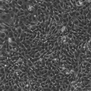 NRK-EGFP3-Seh1 Cells