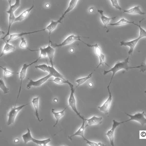NRK-IBB-DiHcRed1 Cells