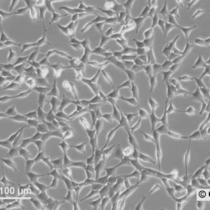 NRK-Pom121-EGFP3 Cells