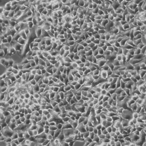 NS3-CMPK-hLBR1TM-mEGFP Cells