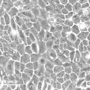 PDV Cells