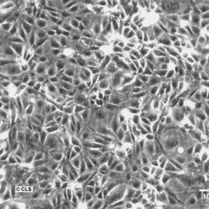 SCL I Cells