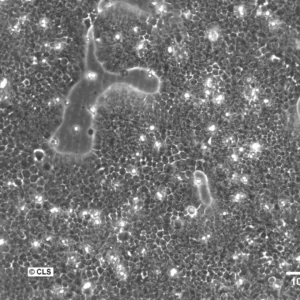 SCL II Cells