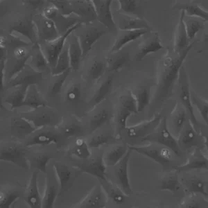 U2OS-CRISPR-NUP96-Halo Cells