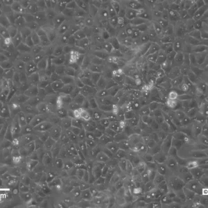 U2OS-CRISPR-NUP96-mEGFP Cells