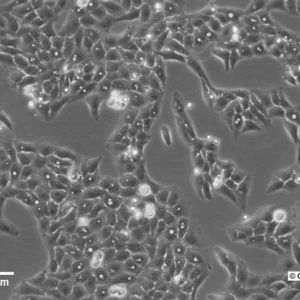U2OS-CRISPR-NUP96-mMaple Cells